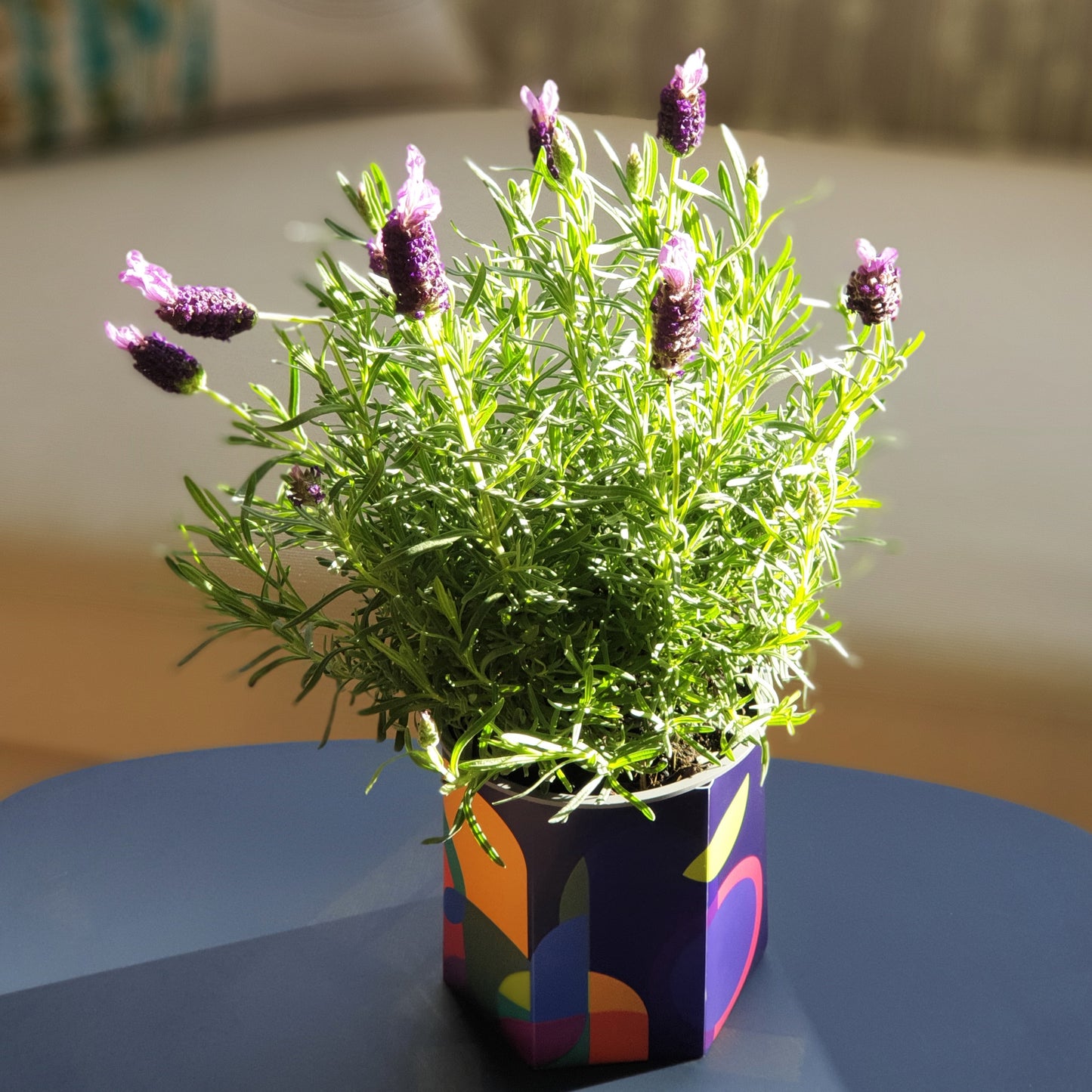 Community Garden Pop-up Pot Plant