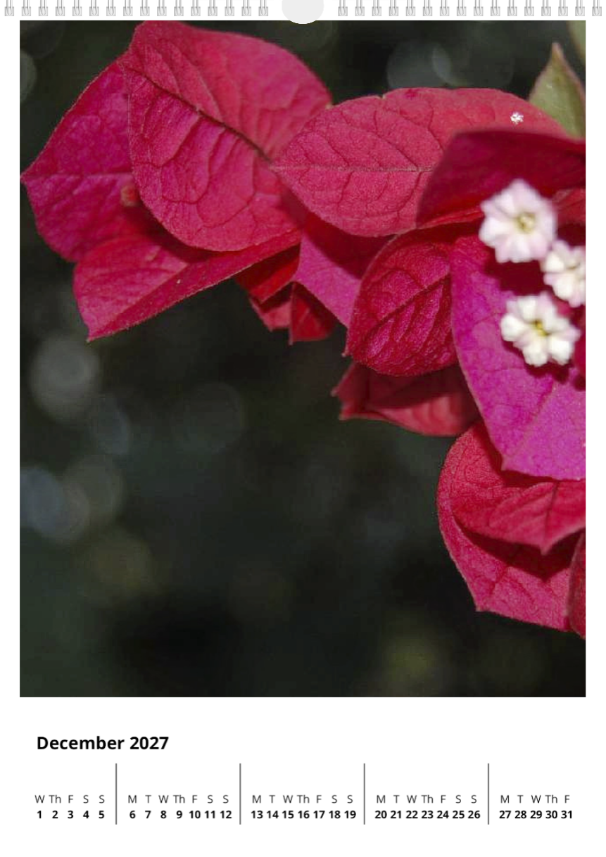 A year of flowers - 2027 calendar A3 size