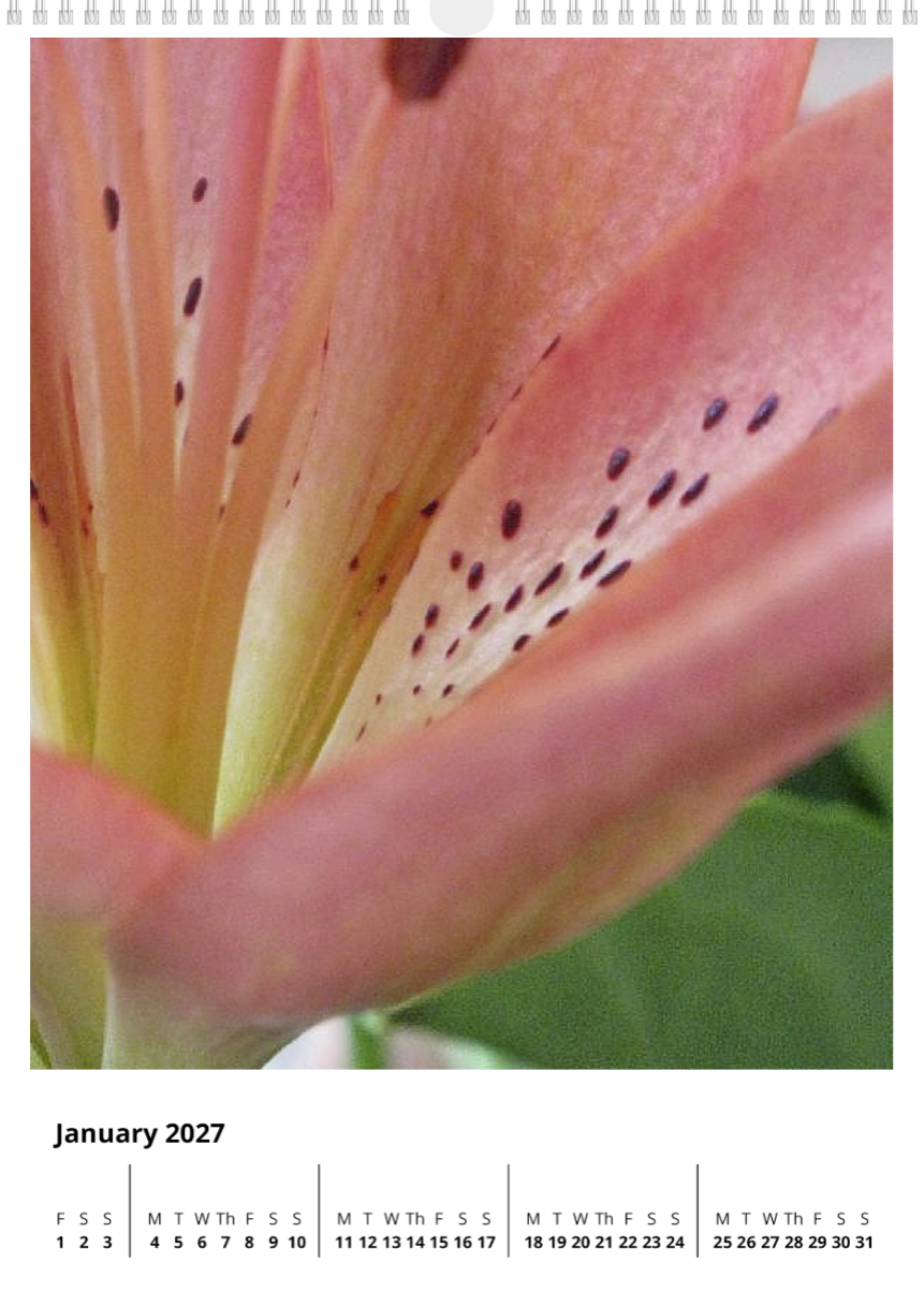 A year of flowers - 2027 calendar A3 size