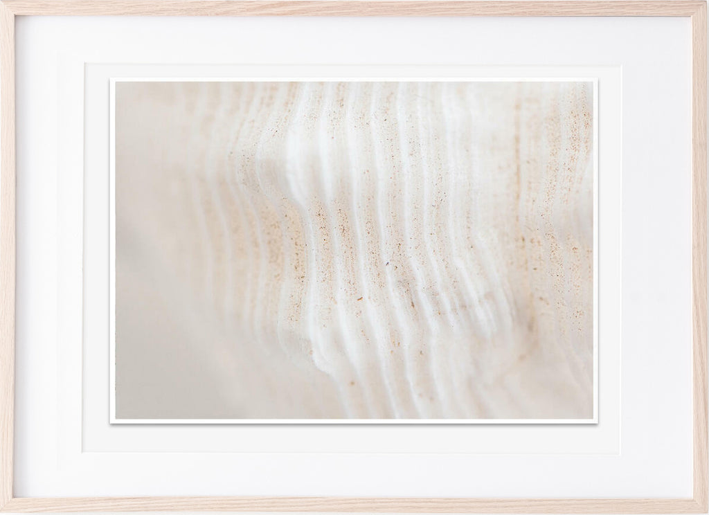 Shell Detail photograph by Jen McCue [A4]