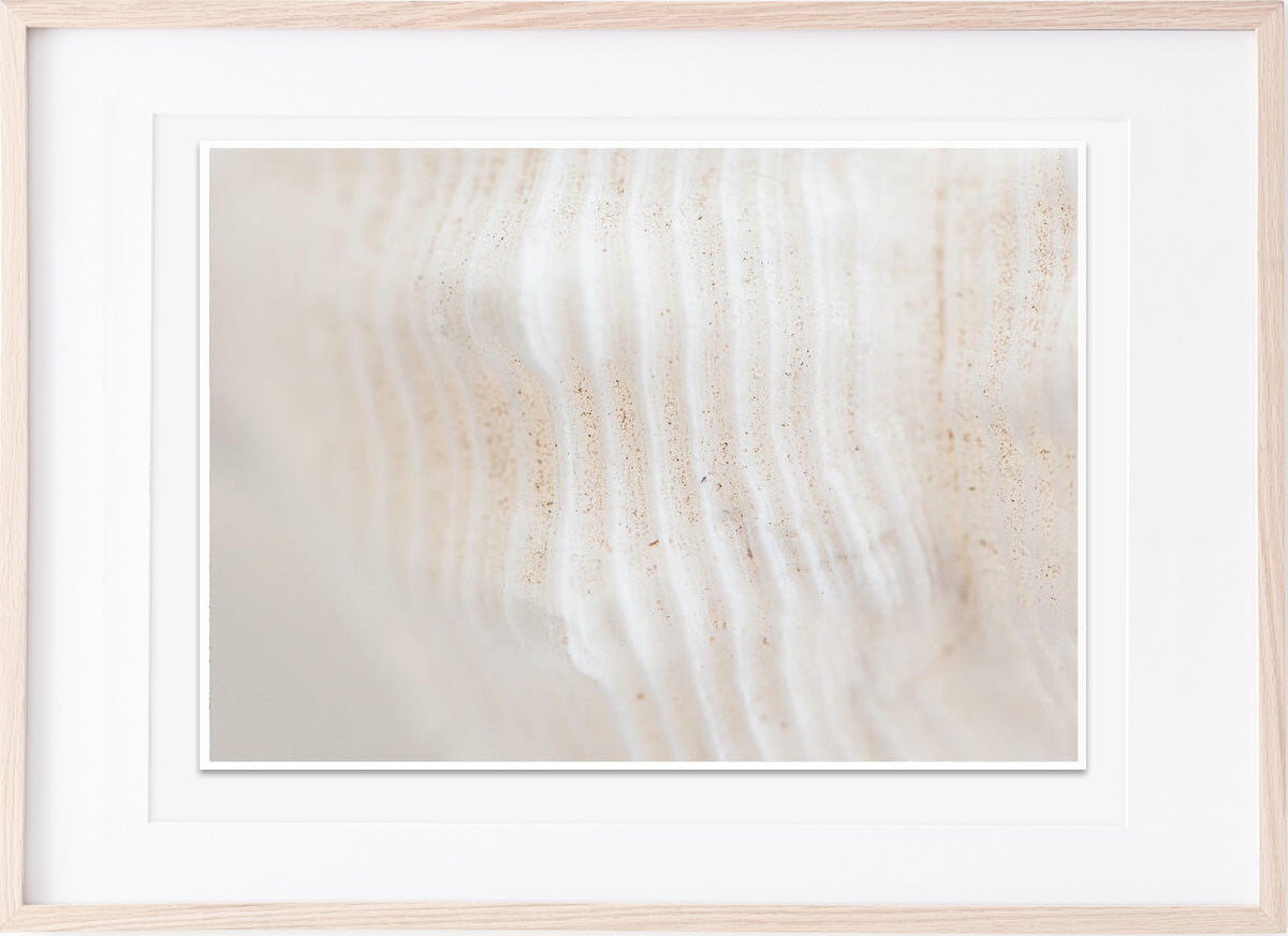 Shell Detail photograph by Jen McCue [A4]