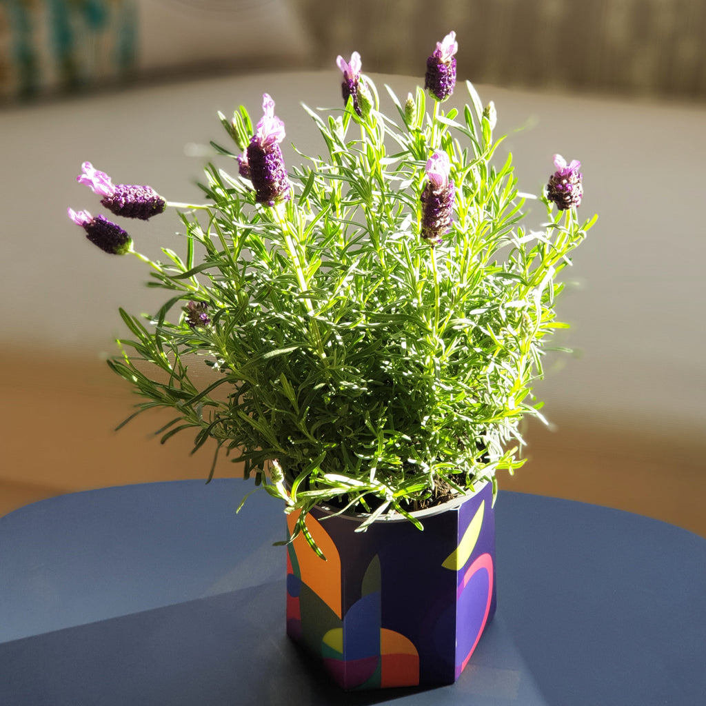 Community Garden Pop-up Pot Plant