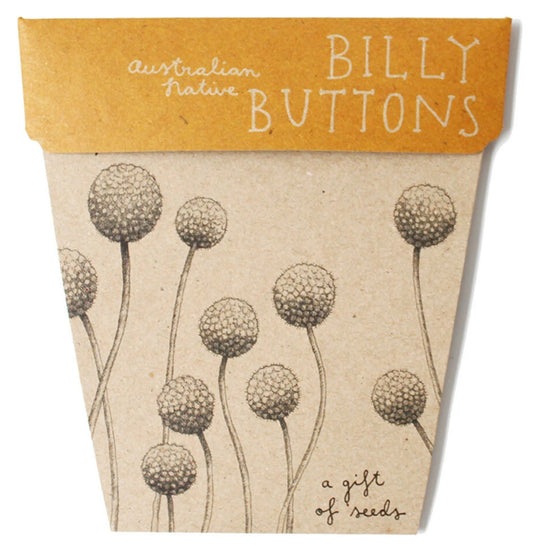 Billy Buttons gift card with seeds